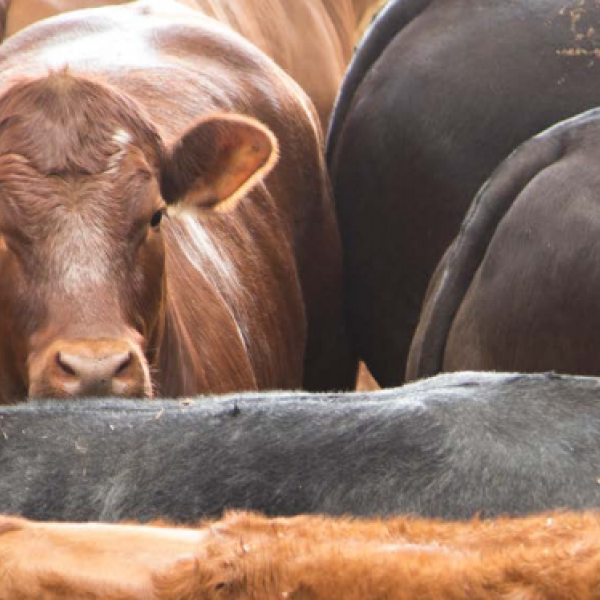 The EU mirror measure on antibiotics in livestock farming could result in Brazil losing all access to the European market for meat